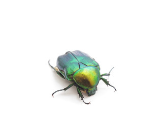 One green firefly.