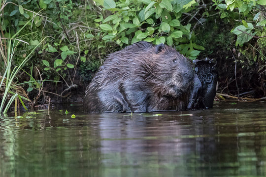 Beaver Scratching In River