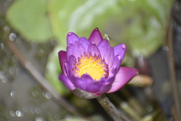 Indian pink Lotus with yellow ring in center