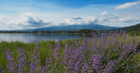 Obraz premium Mountain Fujisan and Lavender field in Kawaguchiko in Japan