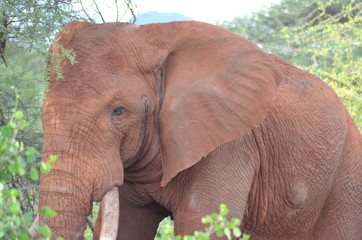 Red Elefants of Tsavo West National Park Kenya East Africa Safari