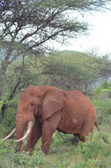 Red Elefants of Tsavo West National Park Kenya East Africa Safari