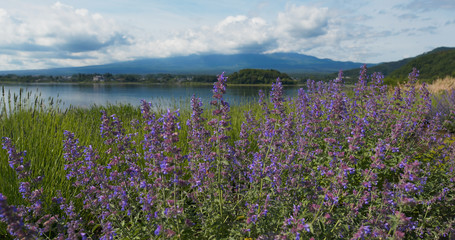 Mountain Fuji in Kawaguchiko Lake with lavender field