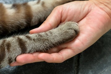 Tabby cat paw on woman hand, Friendship between animal and human.