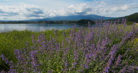 Fujisan and Lavender field in Kawaguchiko