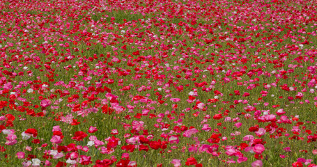 Pink poppy flower field garden