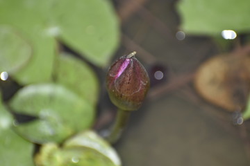 Indian pink Lotus with yellow ring in center