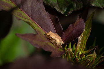 Tiny gold colored frog on giant hibiscus leaf