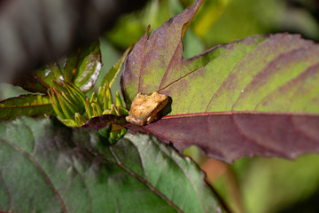 Tiny gold colored frog on giant hibiscus leaf