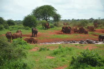 Red Elefant herd having a bath in East Africa Kenya