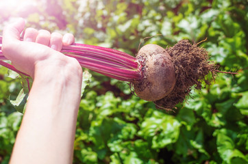 Beetroot just torn from the ground in hand against the background of green tops. Concept of fresh harvest of vegetables, organic food, vegetable growing.