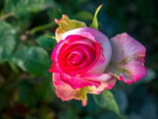 Close-up de una rosa en campos de cultivo de Puebla.