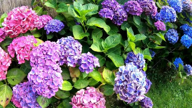 Jolis hortensias dans le vent en Bretagne. France