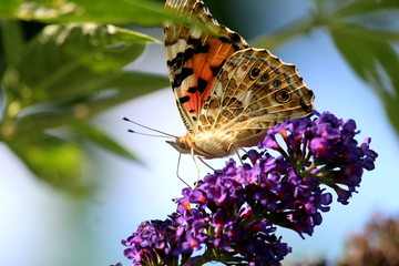Schmetterling