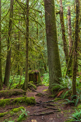 View at Mountain Trail in British Columbia, Canada. Forest Background.