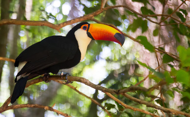 Toucan toco