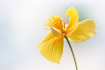 Artistic California golden poppy flower