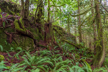View at Mountain Trail in British Columbia, Canada. Forest Background.