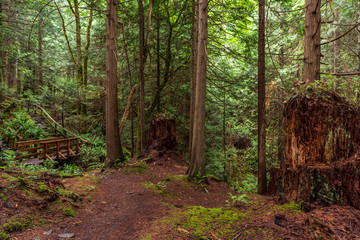 View at Mountain Trail in British Columbia, Canada. Forest Background.