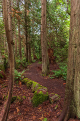 Fototapeta premium View at Mountain Trail in British Columbia, Canada. Forest Background.