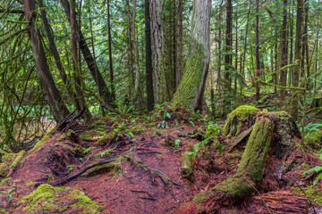 View at Mountain Trail in British Columbia, Canada. Forest Background.