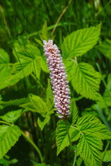 fiore di Bistorta (Polygonum bistorta) in un prato verde