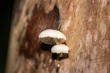 Mushroon Om tree 01