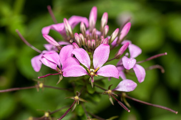 Pink Flower 01