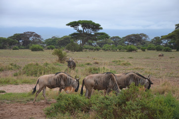 Wildebeest Gnu in African Savannah Kenya