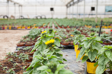 Decorative sunflower flowers carefully growing in flowerpots in glasshouse farm