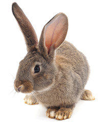 Grey baby rabbit.