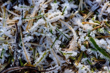 Macro of frozen leaf early in the morning in winter