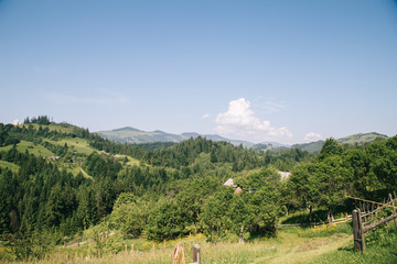 Amaing forest in the green mountains Carpatians