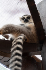 An animal portrait of a Katta (Lemur catta).