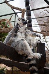 An animal portrait of a Katta (Lemur catta).