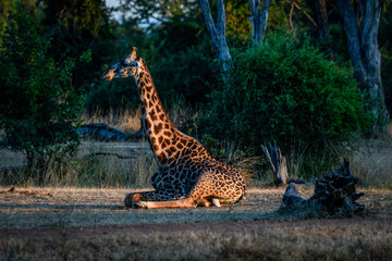 aufwachende Giraffe