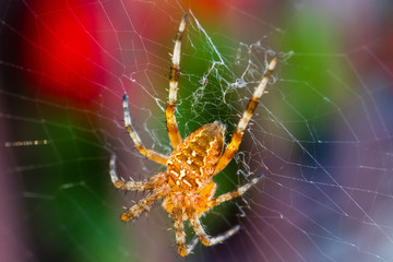 Big yellow and black spider on a his own spider web