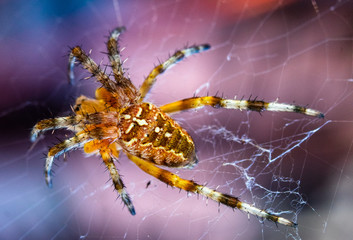 Big yellow and black spider on a his own spider web