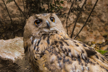 Gufo reale (Bubo bubo) - ritratto