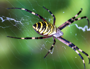 Big yellow and black spider on a his own spider web