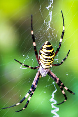 Big yellow and black spider on a his own spider web