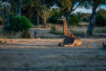 aufwachende Giraffe