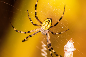 Big yellow and black spider on a his own spider web