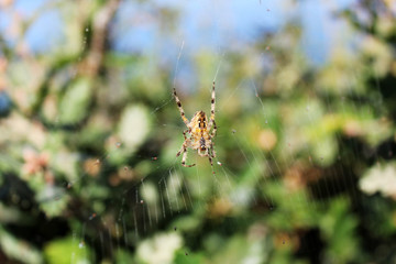 petite araignée