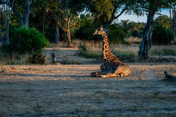 aufwachende Giraffe