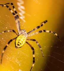 Big yellow and black spider on a his own spider web