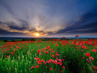 Fototapeta premium Summer sunset over fields of rapeseed and poppy near Chilcomb on Telegraph Hill, South Downs National Park, UK