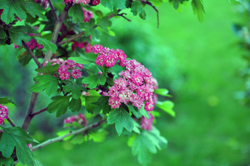 Decorative hawthorn in the garden. Blooming garden.