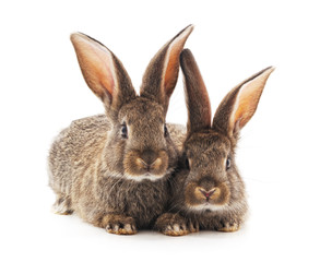 Fototapeta na wymiar Two small rabbits.