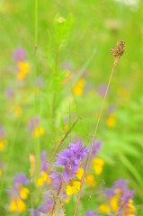 Blade of grass on a purple background and yellow flowers